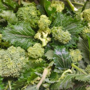 cime di rapa pronte da cucinare